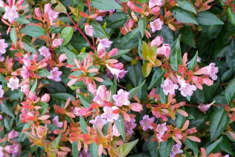 Abelia-Edward-Goucher-_G012280Optimized.jpg