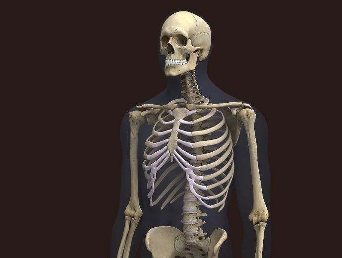 3d-male-skeleton-00.jpg