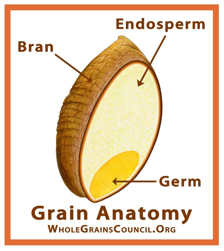 GrainParts_WGC_4x4.5_WGC.jpg