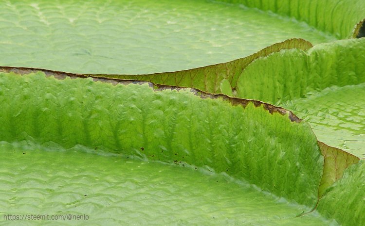 floating-leaves.jpg