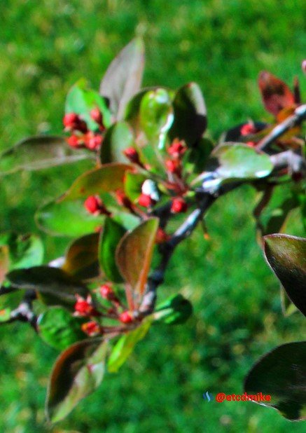 Indian Magic Flowering Crabapple IM-A28-0018.JPG