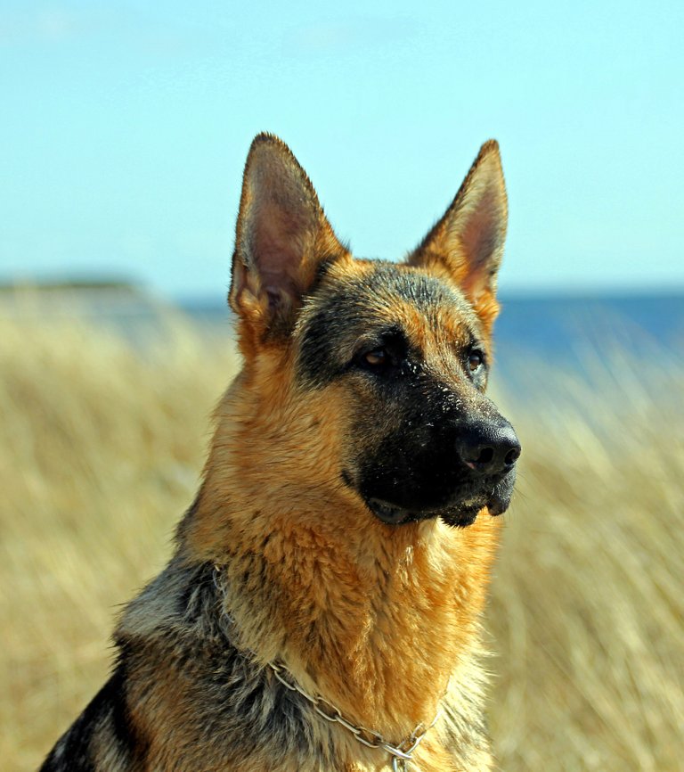 german-shepherd-dog-2357412_1920.jpg