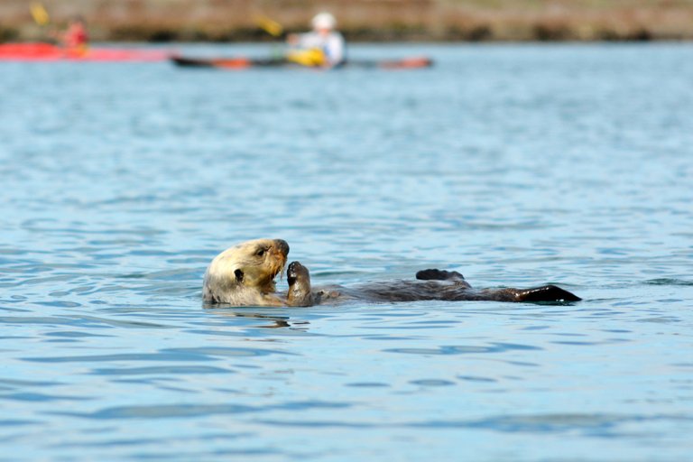 otterAdult2.jpg