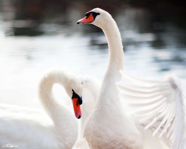 white-swan-009.jpg