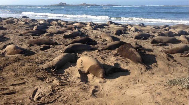 1-northern-elephant-seals.jpg