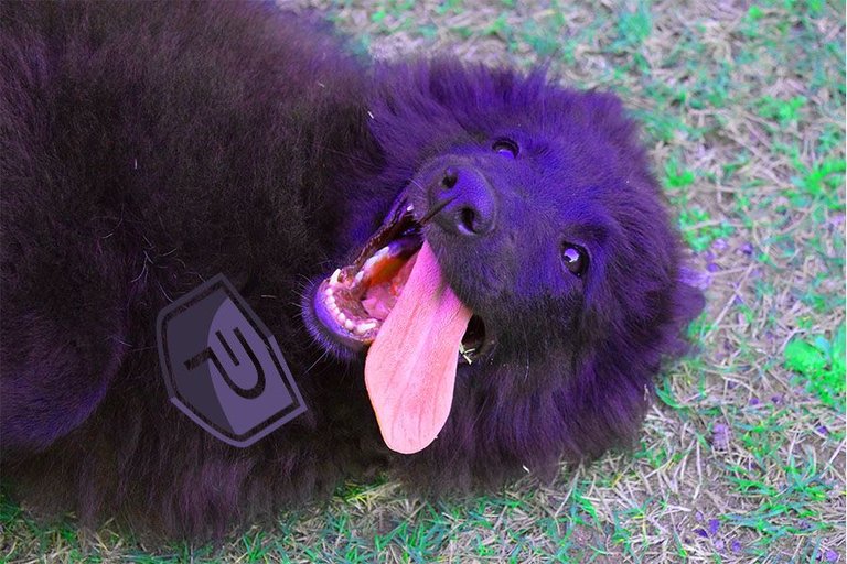 PIVX the dog.jpg