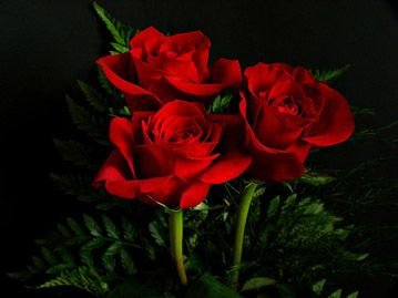 red-roses.jpg