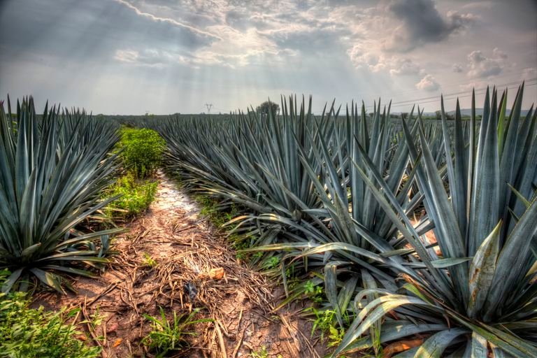 Campos-de-agave-597b76865f9b58928bd8e01a.jpg