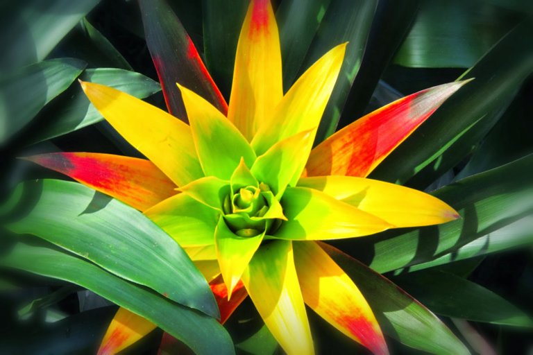 Botfest_Bromeliad_Guzmania_MR_2014.jpg