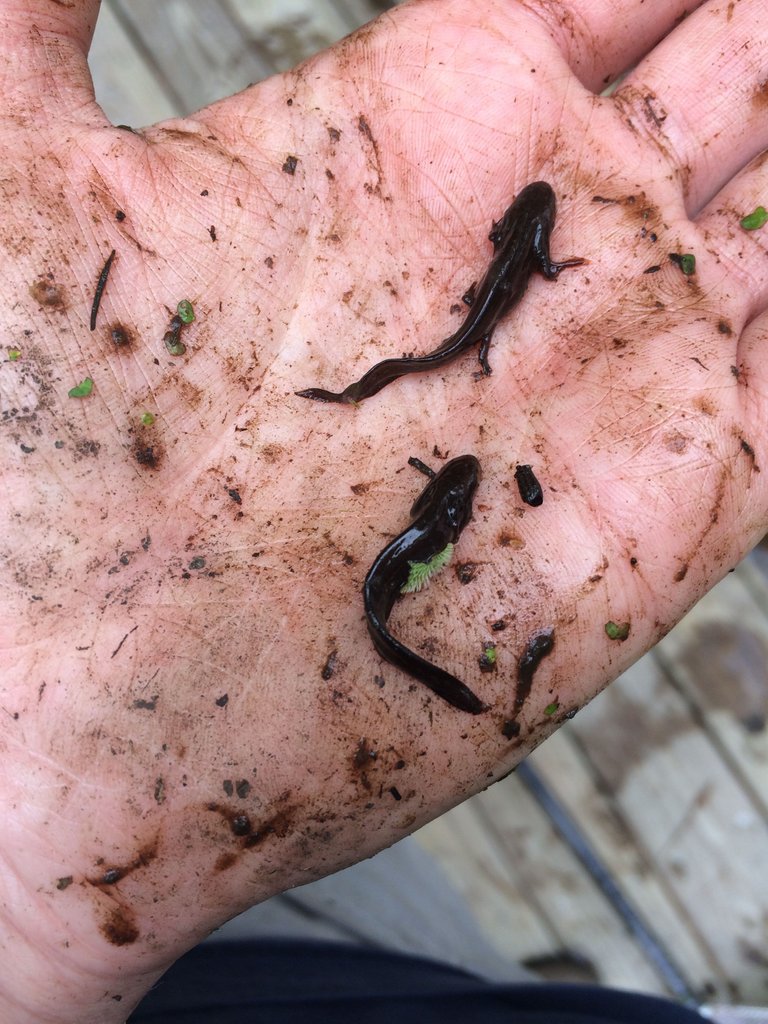 Notophthalmus_viridescens_Newts.JPG