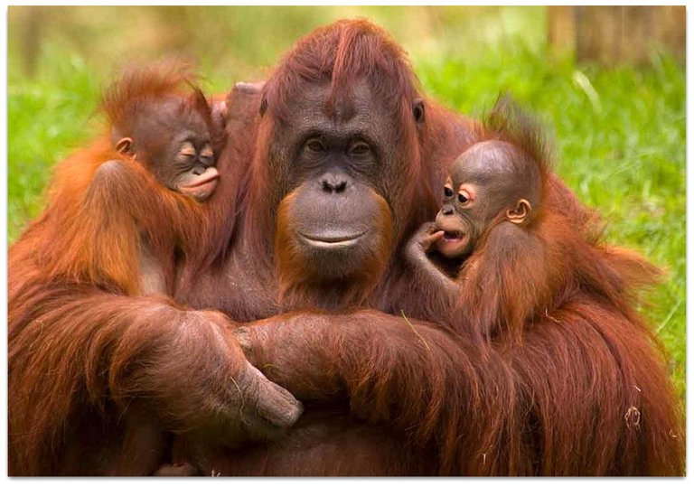 1-orangutan_crias_87022.jpg