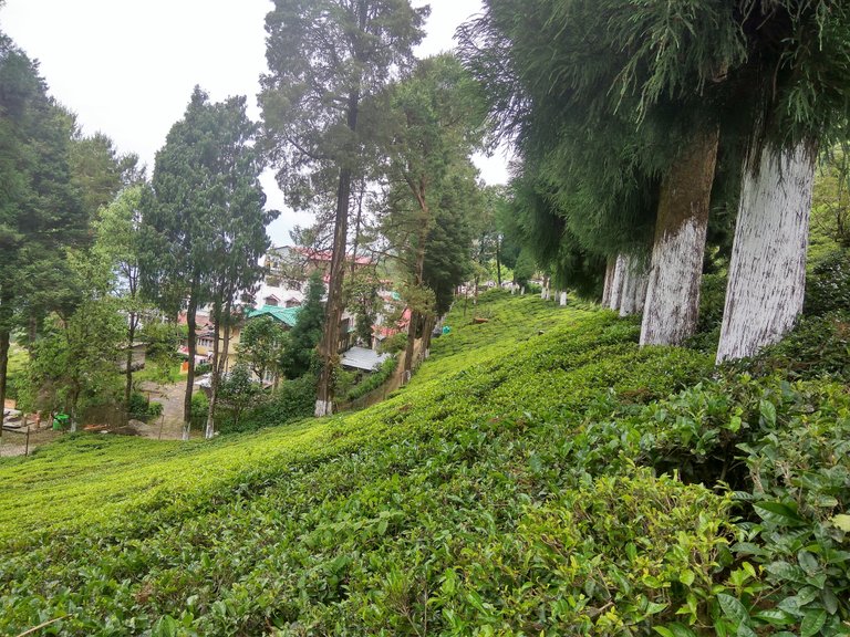 tea garden3.jpg