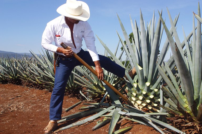 blue agave.jpg