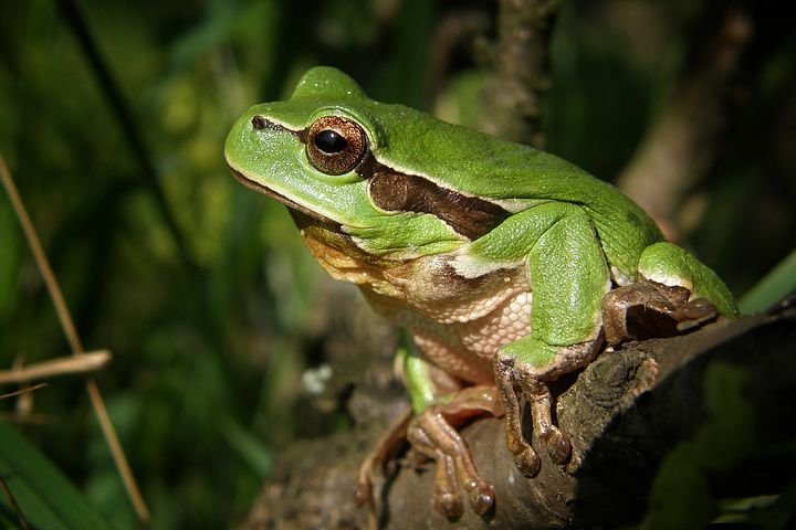 tree-frog-474949__480.jpg