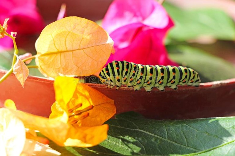 caterpillar-butterfly-papilio-machaon-caterpillar-butterfly-papilio-machaon-near-red-orange-bougainvillea-s-flowers-104072603.jpg