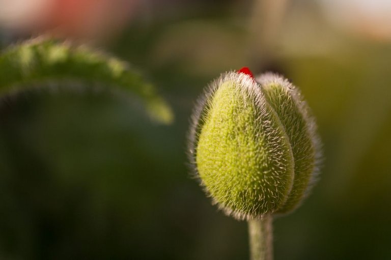 poppy-opening.jpg