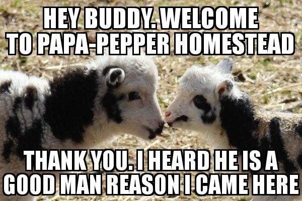 papa-pepper.jpg