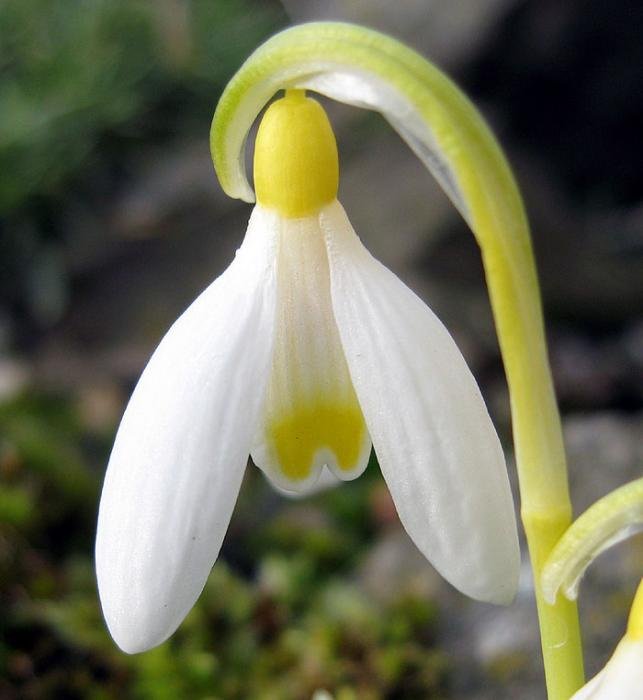 galanthus nivalis flavescens2.jpg