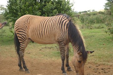 zebroid.jpg