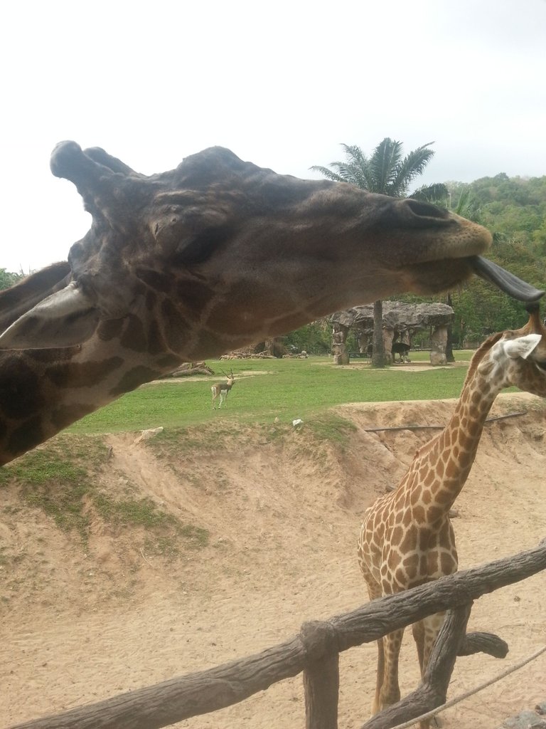 Khao Kheow Open Zoo13.jpg