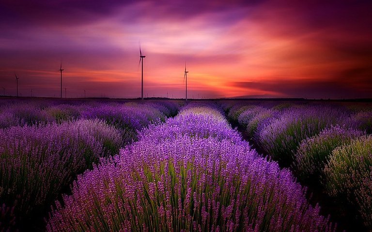 sunset-sky-clouds-lavender-purple-flowers-landscape-photography-images-766407.jpg