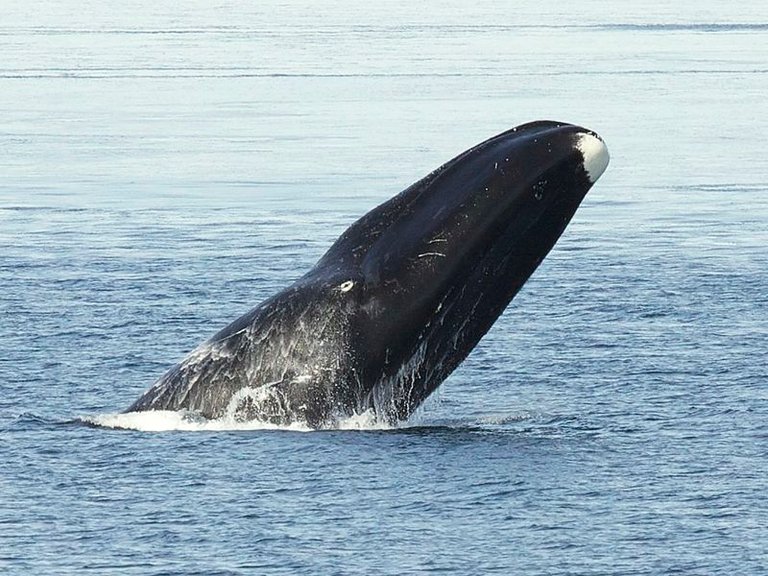 4. Bowhead Whale.jpg