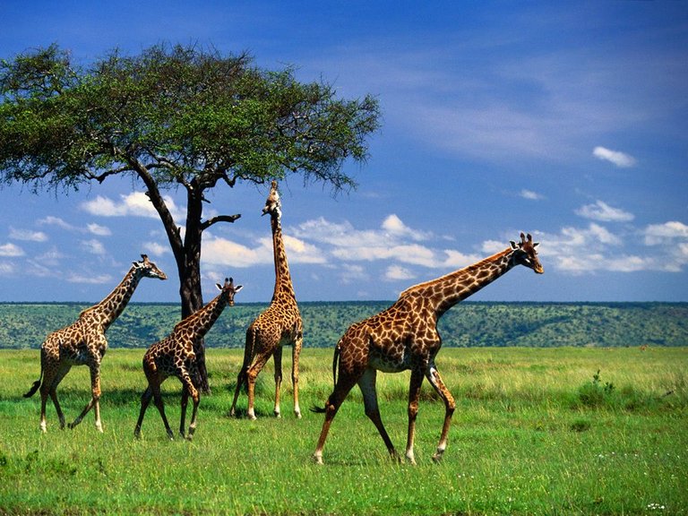 Giraffe-animals-13129592-1024-768.jpg