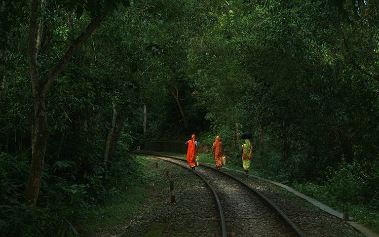 Way_back_home_Lawachara_National_Park_Srimongol_Sylhet_Bangladesh.jpg