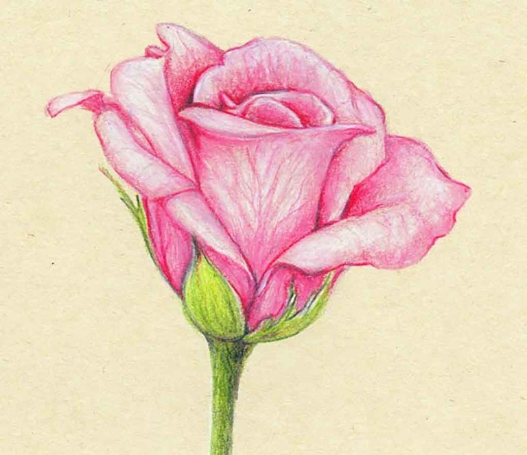 drawing-flowers-colored-pencils-drawings-lessons-tes.jpg