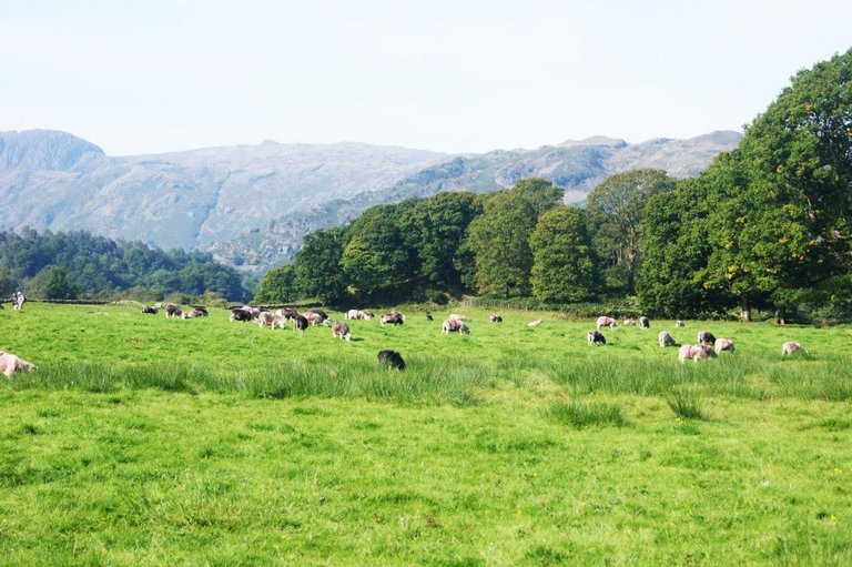 the-lake-district-england-sheep-1-1024x681.jpg