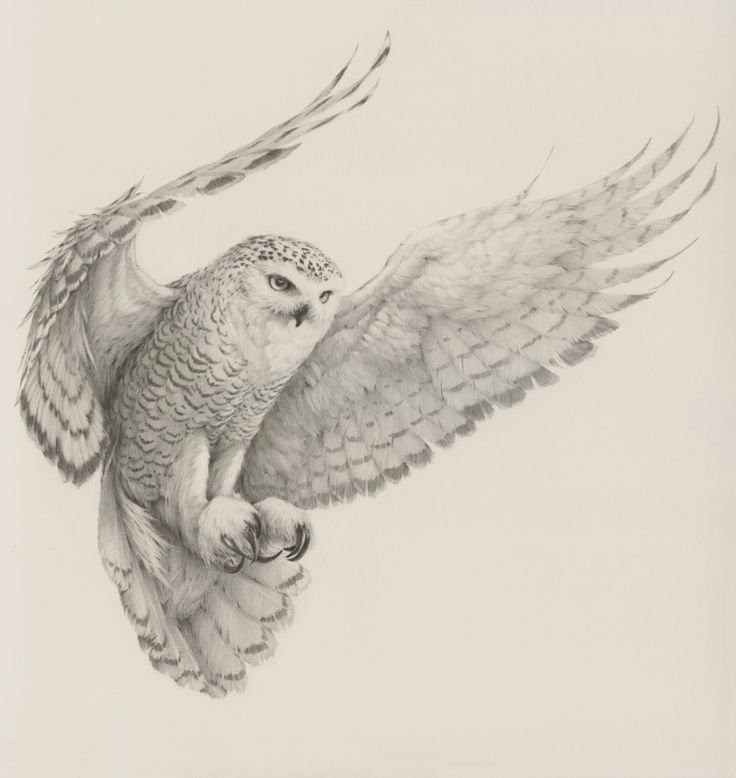 3325a7e33ee1d70c88b67c4d049a9f5a--drawing-birds-owl-drawings.jpg