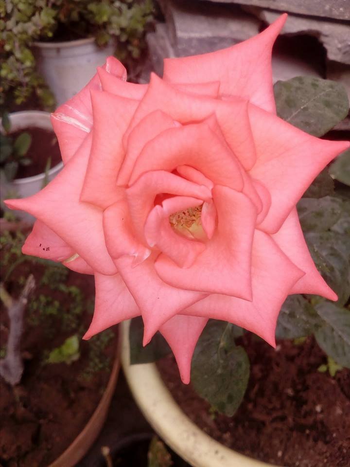 bella hermosa rosa.jpg