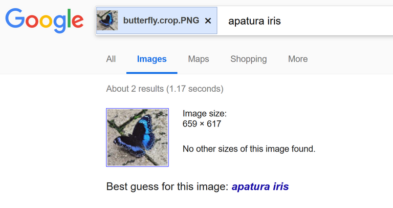 butterfly_google_guess.png