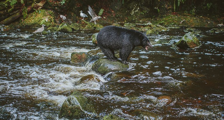 fall-in-ucluelet.jpg