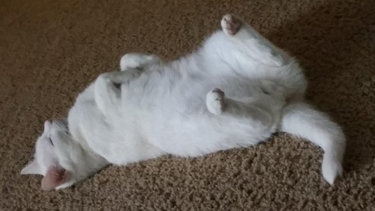 cat roll over.jpg