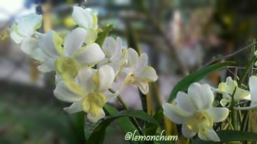 white orchid.jpg