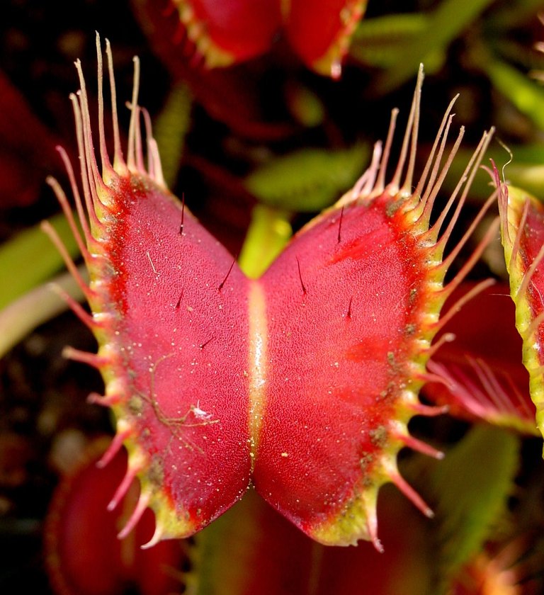 Venus_Flytrap_showing_trigger_hairs.jpg