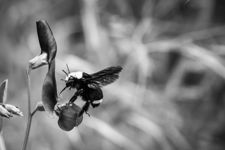 Bumble Bee and Pea Flower.jpg