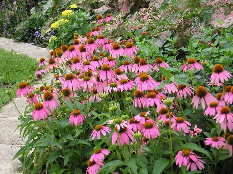 Purple Coneflower.jpg