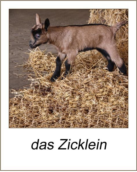 Zicklein.jpg