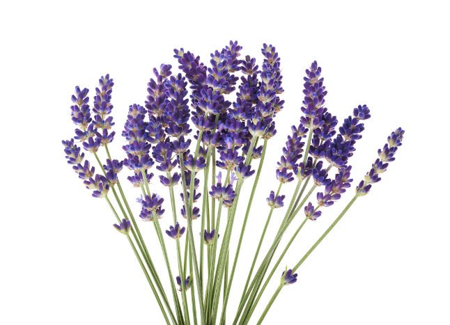 Lavendar.jpg