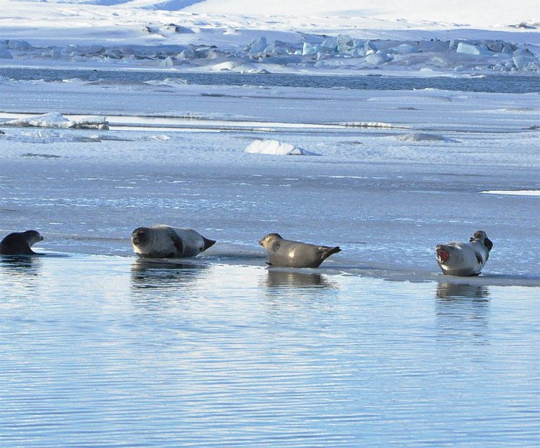 IcelandSeals00c.jpg