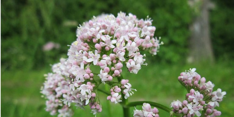 valeriana-officinalis.jpg