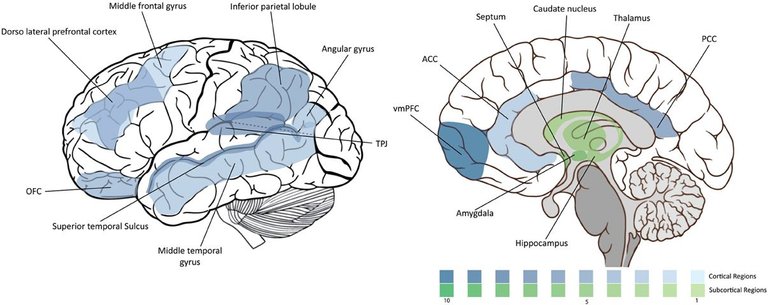 Density_of_moral_neuroscience_studies_fnint-07-00065-g001.jpg