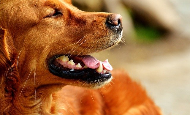 golden-retriever-2962926_640.jpg