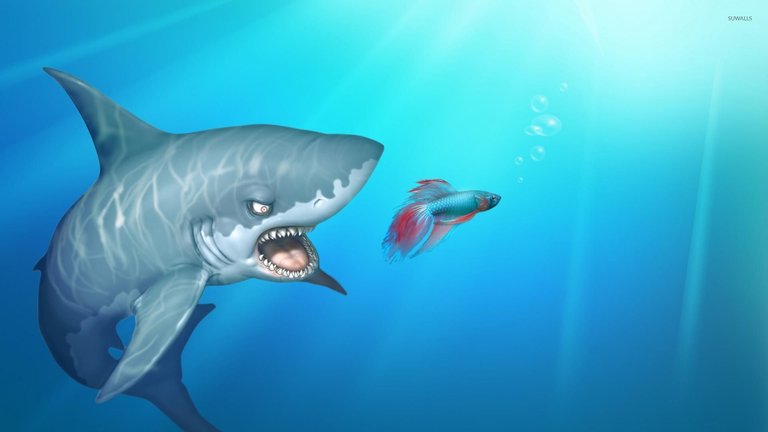 shark-after-the-fish-26373-1920x1080.jpg