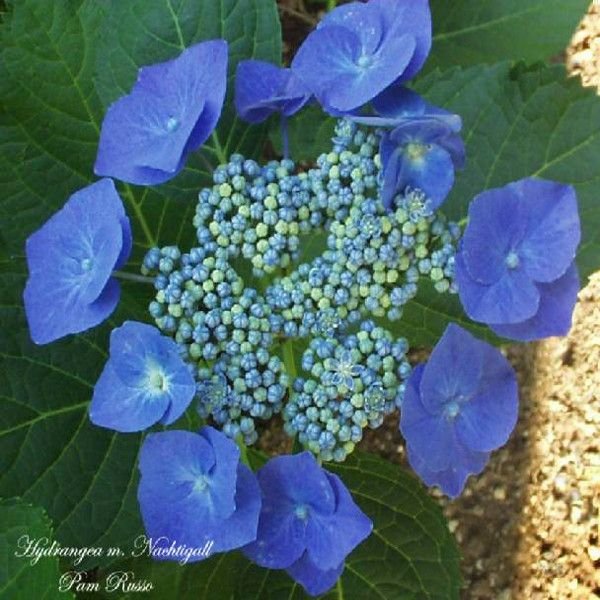 nachtigall-hydrangea-blue-flowers-.jpg