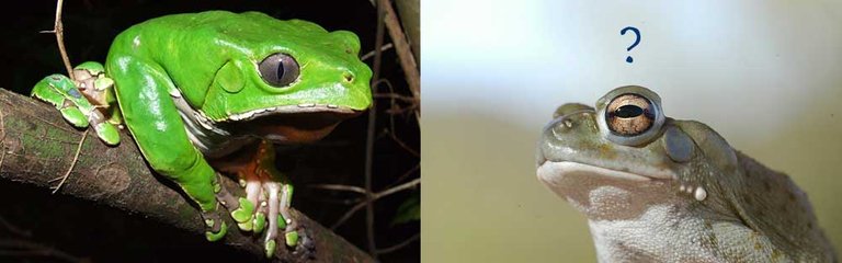 Phyllosmedusa_vs_Bufo.jpg