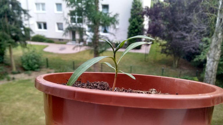 IMG_20170707_175501551_HDR.jpg