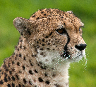 Cheetah_portrait_Whipsnade_Zoo.png